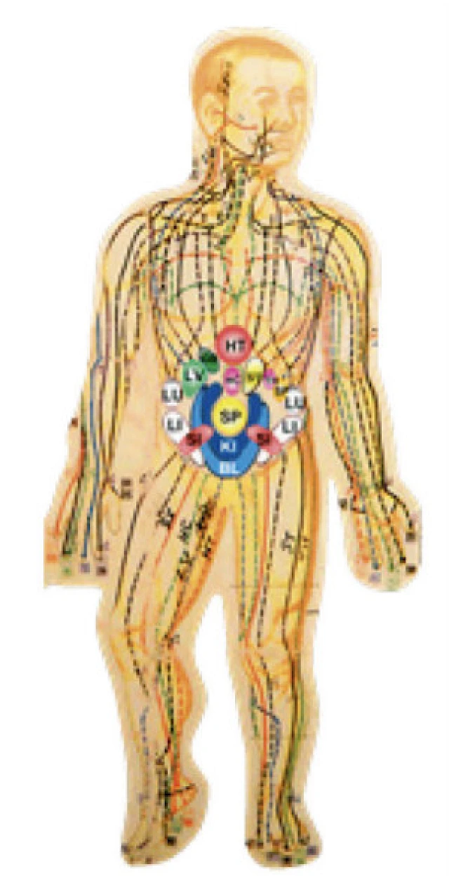 Chi Nei Tsang&reg; I - Organ Detox