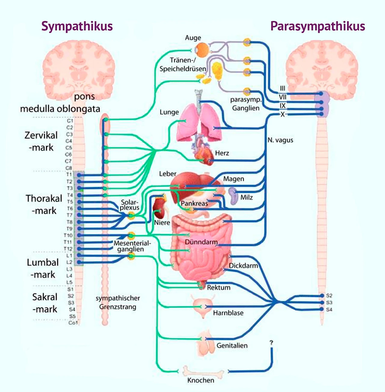 The Eyes Guide the Chi