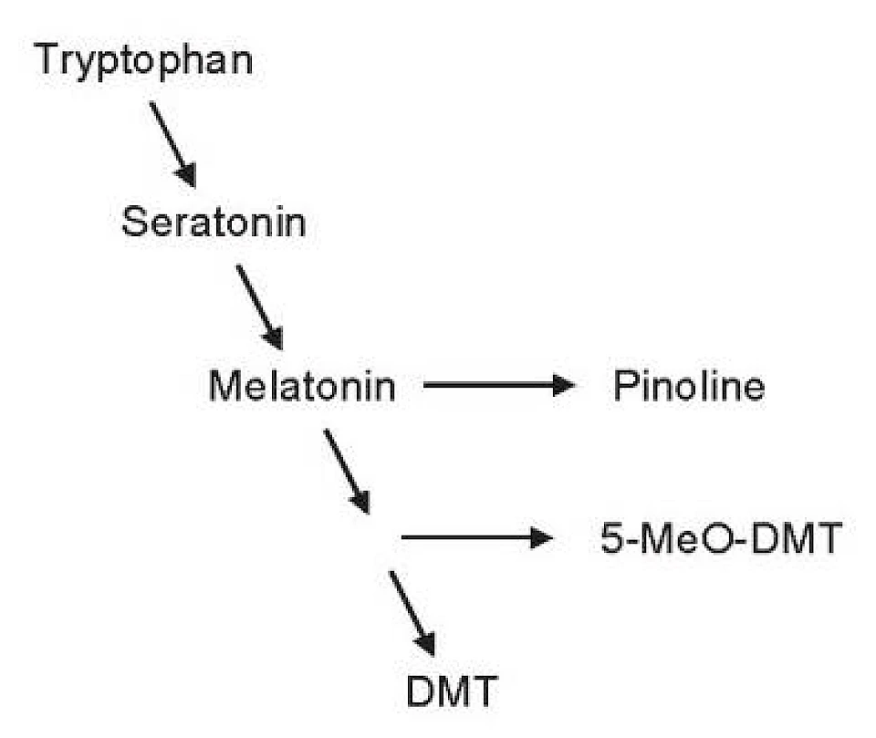 Bewusstsein und das neuroendokrine System